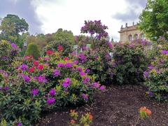 Rhododendron ferrugineum