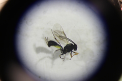 Ichneumonidae