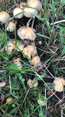 Coprinellus micaceus