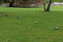 Columba livia domestica