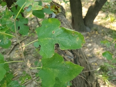 Morus alba