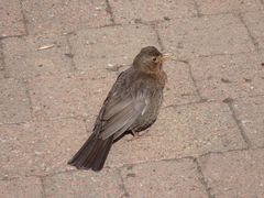 Turdus merula