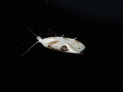 Aethes angustana