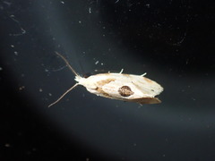 Aethes angustana