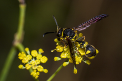 Eumenes mediterraneus