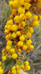 Berberis actinacantha