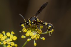 Eumenes mediterraneus