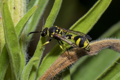Eumenes mediterraneus