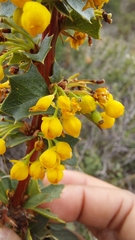 Berberis actinacantha