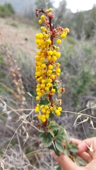 Berberis actinacantha