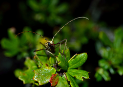 Proholopterus annulicornis