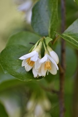 Styrax platanifolius