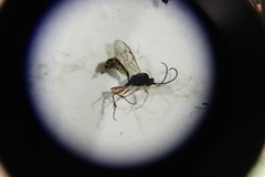 Ichneumonidae