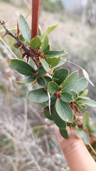 Berberis actinacantha