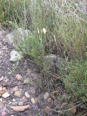 Albuca acuminata