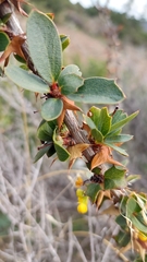 Berberis actinacantha