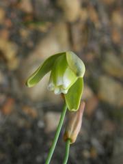 Albuca acuminata