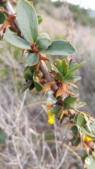 Berberis actinacantha