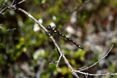 Gomphomacromia paradoxa