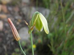 Albuca acuminata