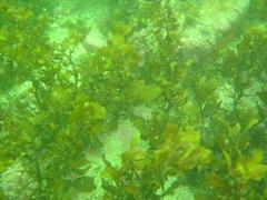 Sargassum incisifolium