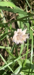 Stokesia laevis