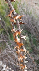 Berberis actinacantha