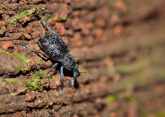 Megalometis spinifer