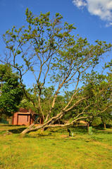 Combretum erythrophyllum