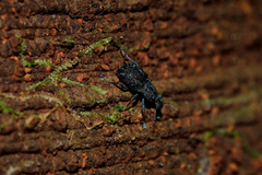 Megalometis spinifer