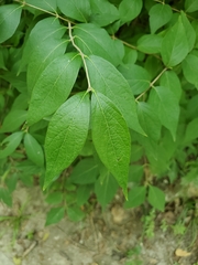 Lonicera maackii