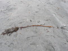 Laminaria hyperborea