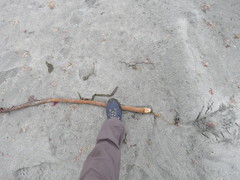 Laminaria hyperborea