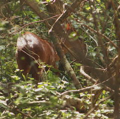 Cephalophorus natalensis natalensis