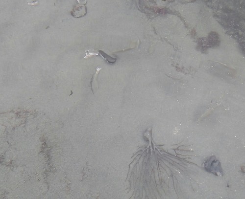 Girella nigricans
