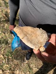 Rigidoporus ulmarius