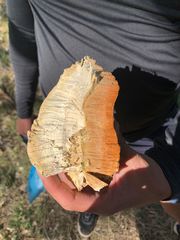 Rigidoporus ulmarius