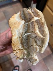 Rigidoporus ulmarius