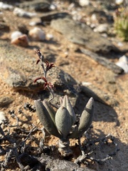 Adromischus marianiae