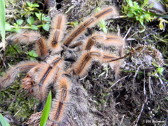 Phrixotrichus vulpinus