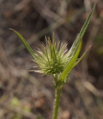 Dipsacus laciniatus