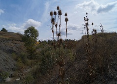 Dipsacus laciniatus