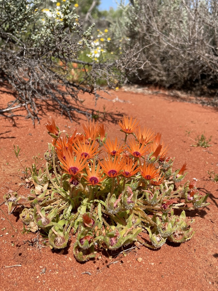 Dorotheanthus rourkei