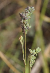 Bupleurum affine