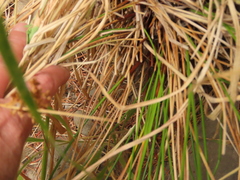 Juncus laccatus