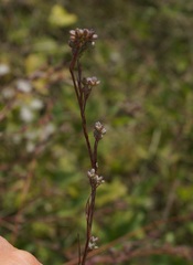 Bupleurum affine