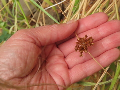 Juncus laccatus