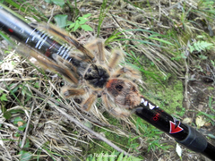 Phrixotrichus vulpinus