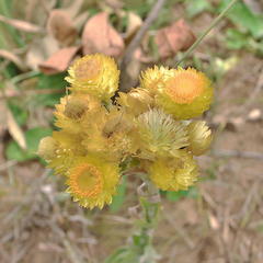 Helichrysum cooperi