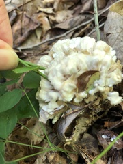 Sebacina sparassoidea